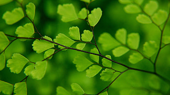 pics green leaves in nature cute background HD wallpaper
