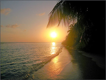 Sea Sunset, sea, palms, art , beautiful, gold, beach, reflection, sky, sunset HD wallpaper