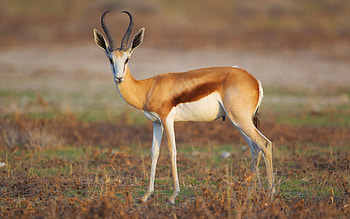 Springbok, animal, nature, Mammal HD wallpaper