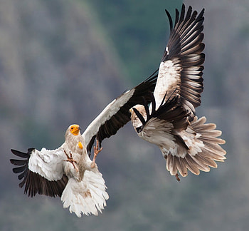 Egyptian Vulture, sorcerer, eagle, strong, flight, fight, amazing HD wallpaper
