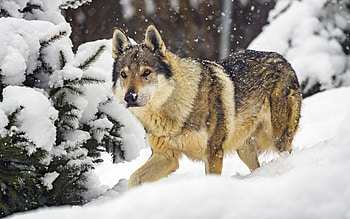 Wolf in Snow, winter, animal, wolf, snow HD wallpaper