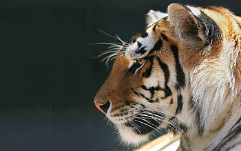 Animals, Predator, Tiger, Animal, Calmness, Tranquillity HD wallpaper