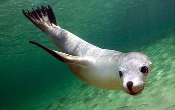 Australian geographic, Baby sea lion, Marine animals HD wallpaper