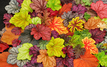 Heuchera leaves., plant, fall, autumn, leaf, nature, colour HD wallpaper