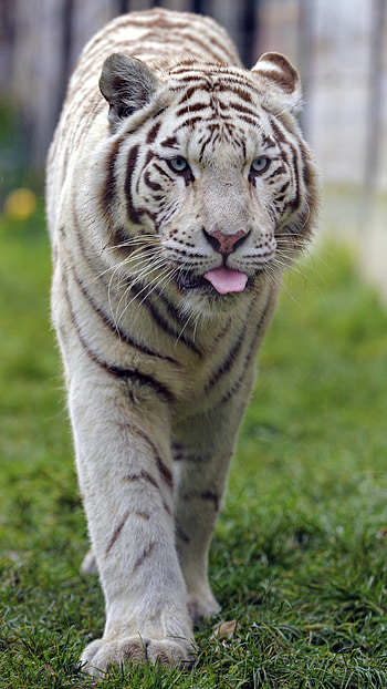 Animals, Big Cat, Tiger, Animal, Protruding Tongue, Tongue Stuck Out, White Tiger HD phone wallpaper