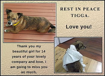 REST IN PEACE TIGGA, TIGGA, RIP, DOG, BEAUTIFUL HD wallpaper