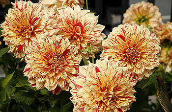 Flowers, Bright, Close-Up, Dahlias, Variegated, Mottled HD wallpaper