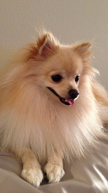 Pomeranian Dog, Adorable Pomeranian Dog HD phone wallpaper