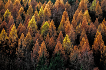 Autumn Forest, Nature, Autumn, Forest, Trees, Colorful HD wallpaper