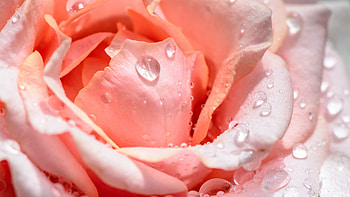 Closeup View Of Light Pink Rose Flower Petals With Water Drops Flowers HD wallpaper