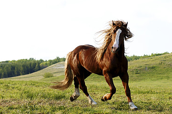 Animals, Grass, Field, Horse, Run Away, Run HD wallpaper