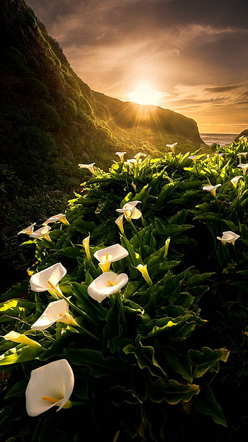 White Lilies at Sunset, sunset, flower, earth, nature HD phone wallpaper