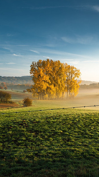 Tree landscape farm, Foggy , Samsung Galaxy screens, Serene beauty HD phone wallpaper