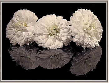 Three flowers, white, flowers HD wallpaper