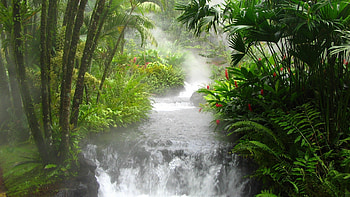 Jungle river falls, Vibrant vegetation, Beautiful flora, Cascading water HD wallpaper