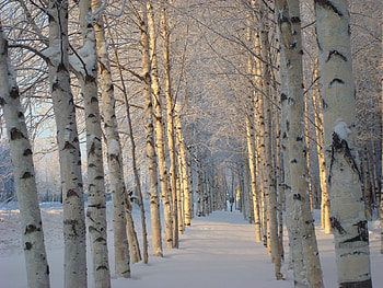 Landscape, Winter, Trees, Snow HD wallpaper