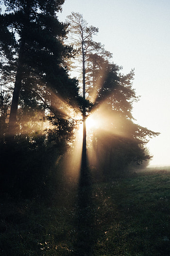 Nature, Trees, Beams, Rays, Fog, Sunlight HD phone wallpaper