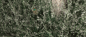 nature, grass HD wallpaper