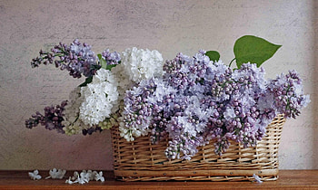 Flowers, Lilac, Bloom, Flowering, Bouquet, Basket, Spring, Poems, Verse HD wallpaper