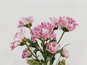 Bright pink chrysanthemum flowers in full bloom isolated on a white background, perfect for decorative and design purposes. HD wallpaper