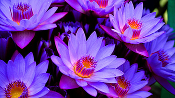 Blue Lotus, nature, flowers, lotus, petals HD wallpaper
