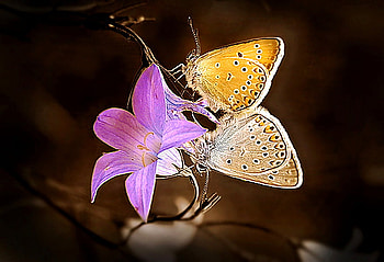 Wings and lily pink, wings, white, black, stem, gold, lily, butterflies, pink, cream HD wallpaper