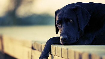 Labrador , Perfect for dog lovers, Adorable and friendly, Loyal companions HD wallpaper