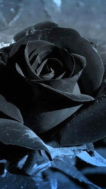 Black Rose, Dark, Rose HD phone wallpaper