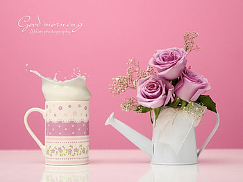 Pink morning, milk, pink, roses, morning, love, , splash HD wallpaper