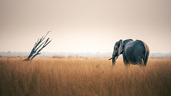 Botswana One Planet Network, Sustainability initiatives, Environmental conservation, Global partnership HD wallpaper