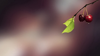 Grass, Cherry, Drops, Macro HD wallpaper