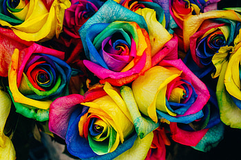 Roses, colorful, bunch HD wallpaper