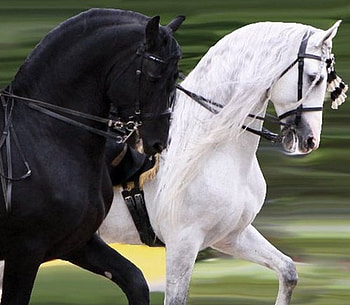 Friesian & Andalusian Couple, spanish, andalusian, horses, white, black, friesian, grey HD wallpaper