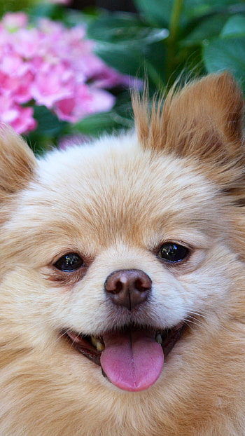 Pomeranian, Flower , Beautiful dog HD phone wallpaper