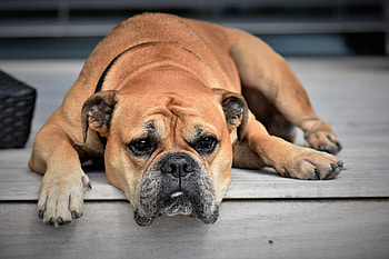Animals, Lies, Dog, Muzzle, Continental Bulldog HD wallpaper