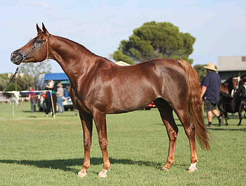 Liver Chestnut Arabian, horses, liver chesnut, chesnut, arabian, oriental HD wallpaper
