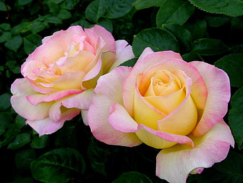 Plants, Flowers, Roses HD wallpaper