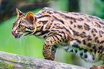 The...Bengal Cat..., India, wild cat, bengal, cat HD wallpaper