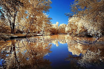Lake Trees, trees, beautiful, , lake HD wallpaper