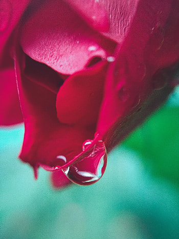 Rose, flower, macro, drops HD phone wallpaper