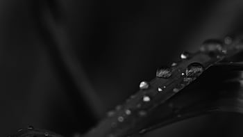 Macro shot capturing raindrops on a leaf against a black background. HD wallpaper