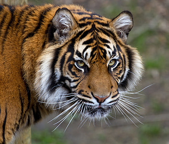 Animals, Muzzle, Striped, Tiger, Moustache, Mustache HD wallpaper