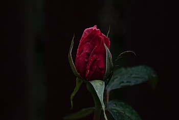 Flowers, Rose Flower, Rose, Bud, Dark Background HD wallpaper
