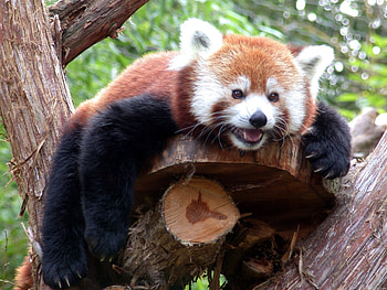 Animals, Wood, To Lie Down, Lie, Tree, Muzzle, Branch, Red Panda HD wallpaper