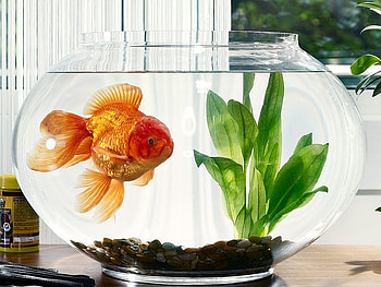 Golden Fish, golden, fish, beautiful HD wallpaper