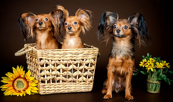 Cute puppies, dog, sweet, puppies, cute, beautiful, basket, sunflowers, flowers, adorable HD wallpaper