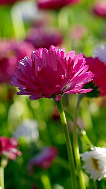 Flower, Natural, Flowers HD phone wallpaper
