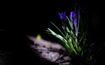 Plants, Flowers, Lily Of The Valley HD wallpaper