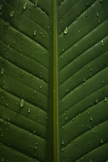 Drops, Macro, Wet, Close-Up, Leaflet, Veins HD phone wallpaper