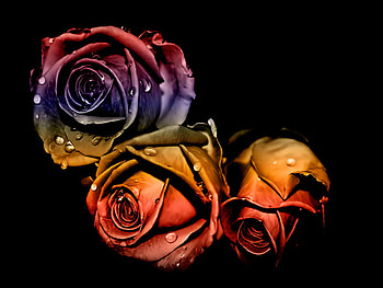 Colorful Roses, rose, colorful, flowers, roses HD wallpaper